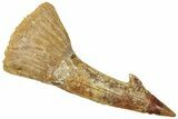 Fossil Sawfish (Onchopristis) Rostral Barb - Morocco #322872-1